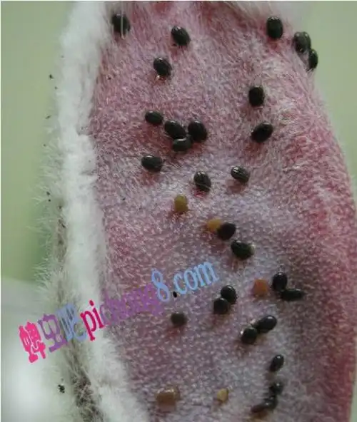 大家好,我想请问,我家大狗身上长了好多类似指甲盖那么大的虫子,我很