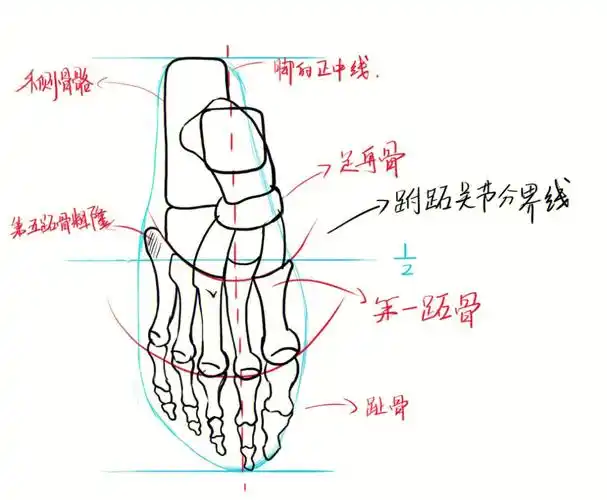 脚06的骨骼介绍及比例