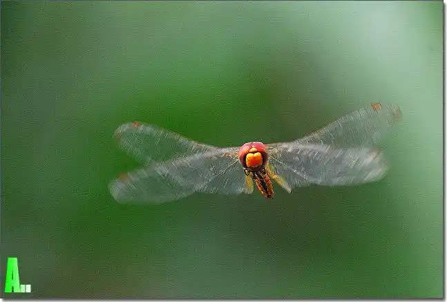 手持拍摄飞蜻蜓