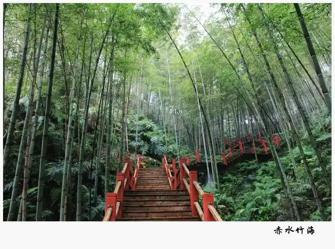赤水竹海