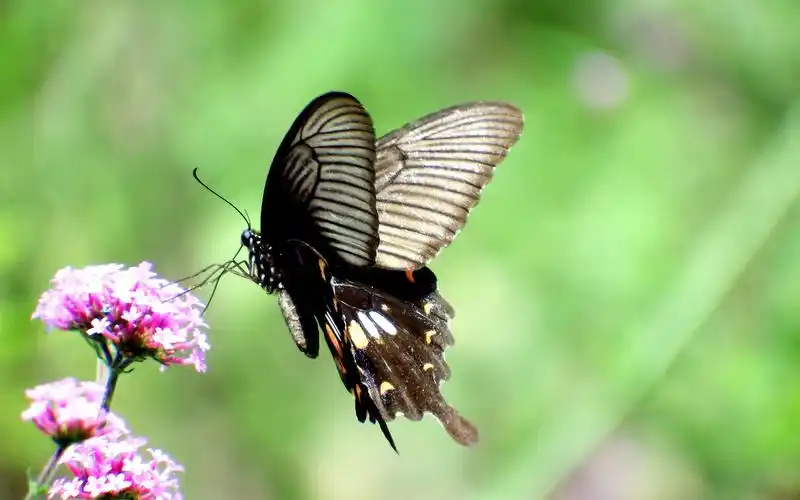 蝶恋花蝴蝶图片电脑高清桌面壁纸高清大图预览1920x1080_动物壁纸下载