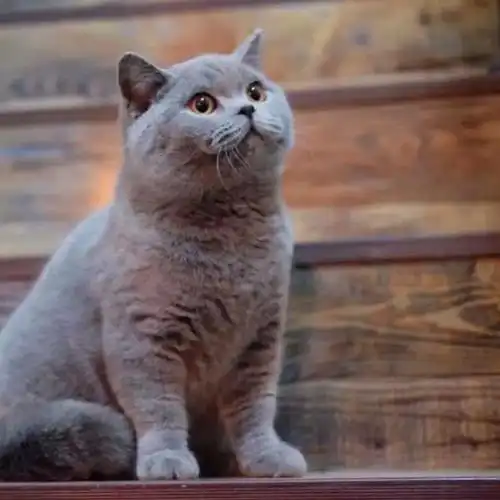 现在只要一身蓝毛就叫英短蓝猫了?