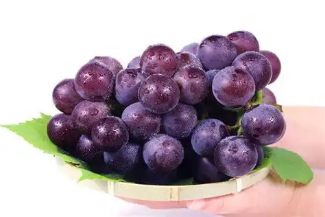 金华藤稔葡萄平均粒重18–25克,最大粒重达40克,比乒乓球还大