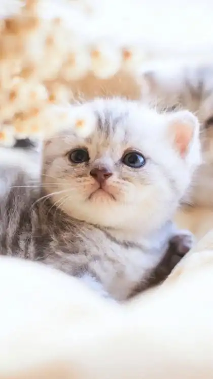 唯美呆萌可爱小猫咪手机桌面壁纸