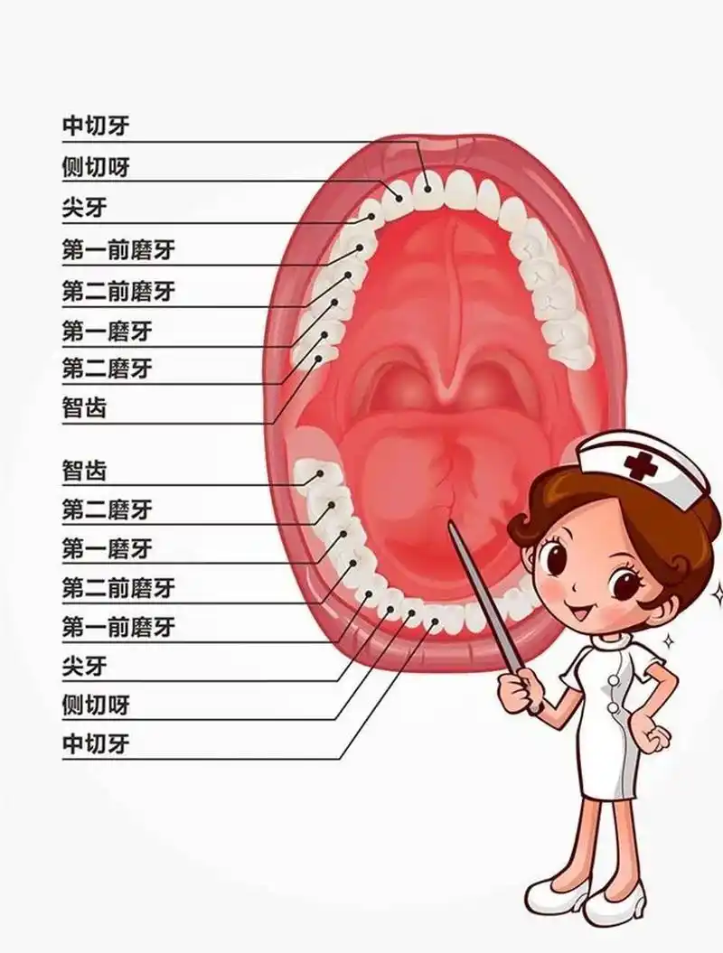 口腔护士—牙位的记录及牙齿名称和结构9595 73牙齿就像人一样