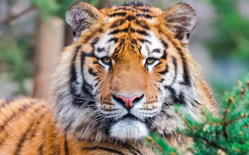 大猫,animals,tiger,closeup,big cats,壁纸,高清壁纸自然,动物,老虎
