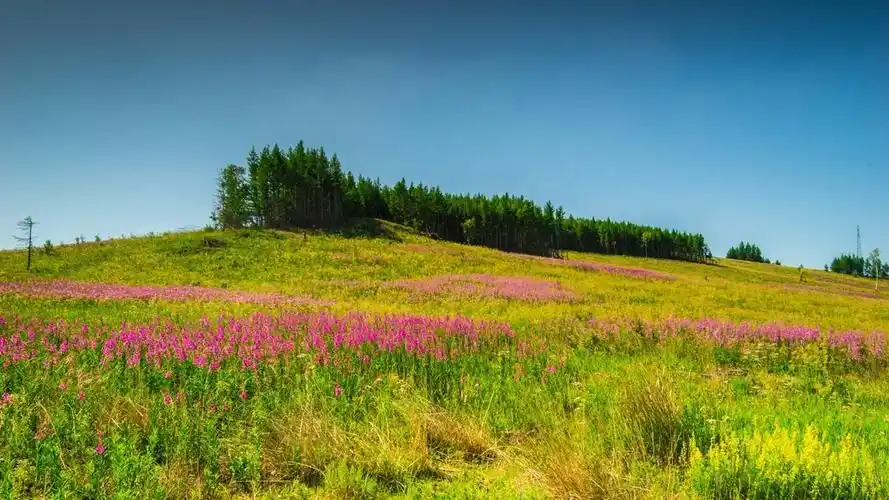 美丽的草原山坡开满柳兰花