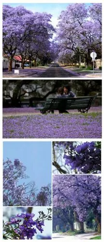 如此清新美丽的蓝花楹,花语却是:绝望中等待爱情!