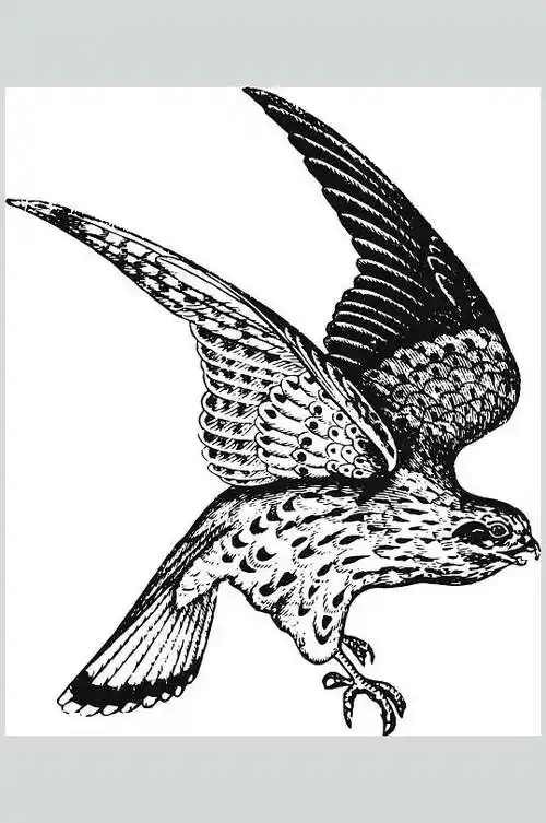 飞鸟野生动物昆虫手绘素材