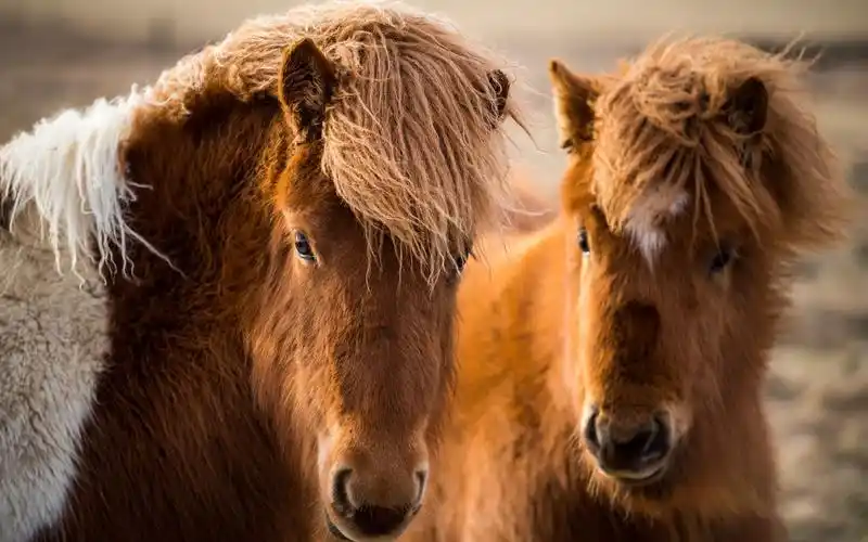壁纸 两匹棕色的马,头,脸