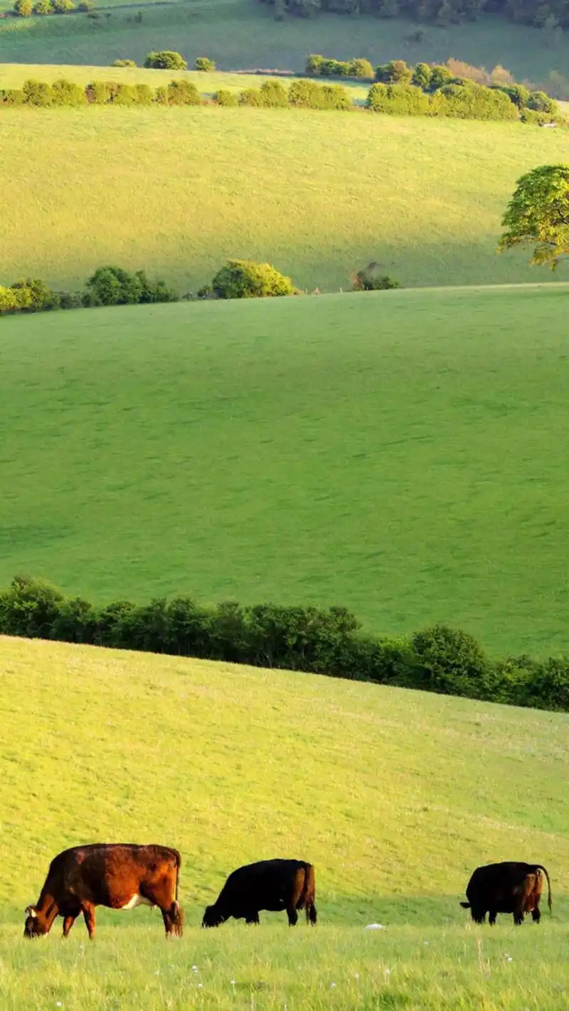 美桌网小编小迷为大家带来了一组辽阔草原唯美风景图片手机壁纸,希望