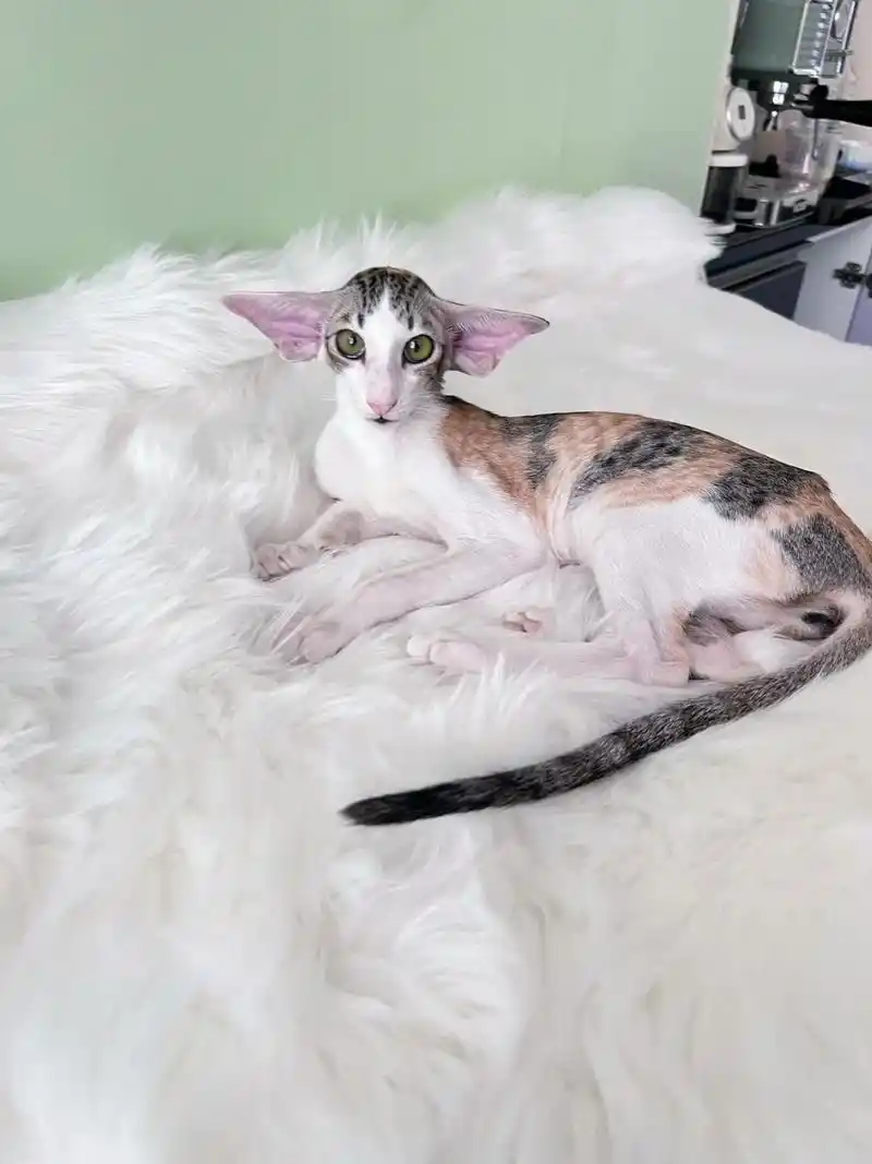 最美三花 我的甜美东方短毛猫.#东方短毛猫 #东短 #猫系女 - 抖音