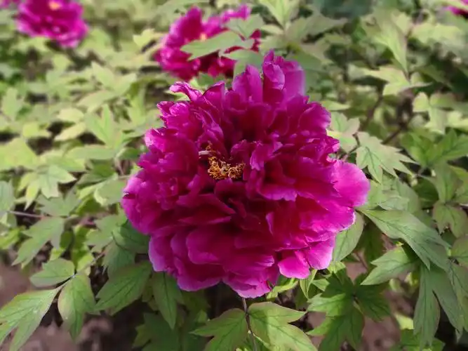 豫晋行(4)洛阳神州牡丹园