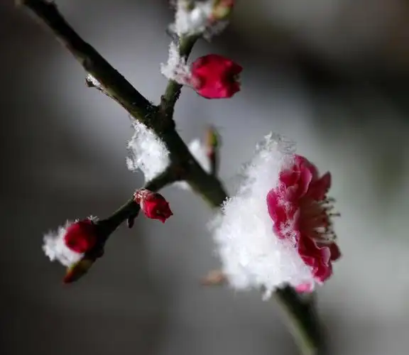 寒梅傲雪嫩芽落雪