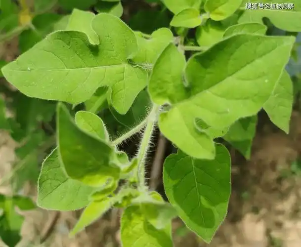 这植物长满白毛,俗称"白毛藤",30元1斤,若遇到你就赚了!
