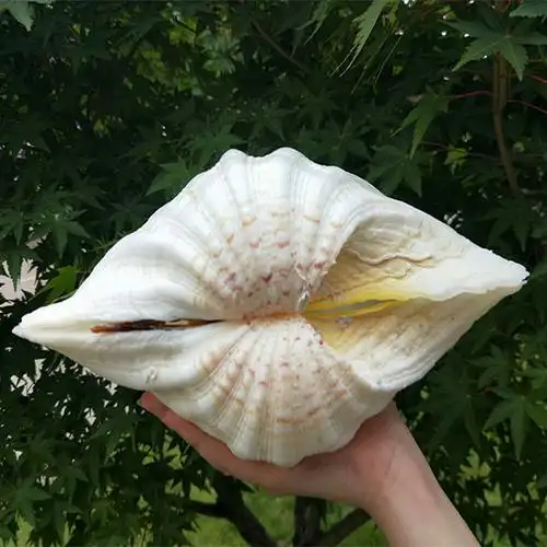 深海海螺大贝壳库业荷花佛手贝家居摆件创意收纳盒果盘烟灰缸花盆