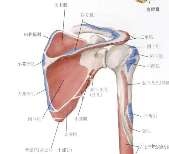 知识角肩胛骨的肌肉与运动