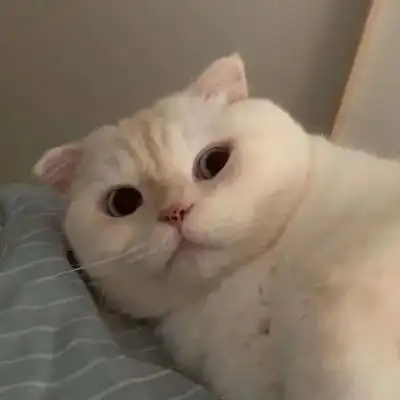 唯美个性可爱猫咪头像 高清清新超萌的可爱猫咪头像图片