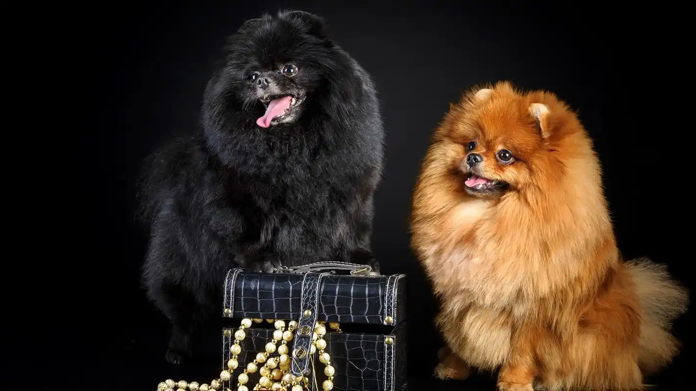 可爱的狗狗品种大全及图片电脑桌面壁纸第二辑