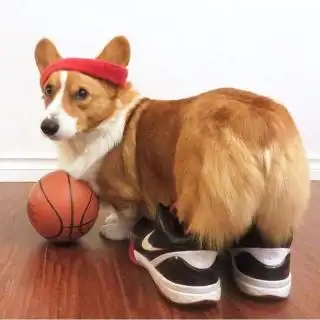 给你十二只柯基