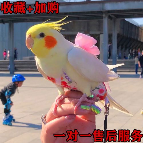 仟芸纯手养玄凤鹦鹉会说话虎皮鹦鹉会唱歌黄化幼鸟原始灰公母宠物活鸟