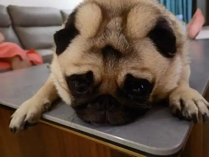 可惜胡巴像她爸爸,没有遗传到辛巴妈妈的美貌