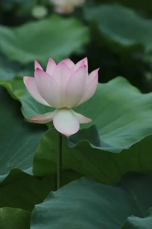 【我和莲花有个约会摄影图片】生态摄影_太平洋电脑网摄影部落