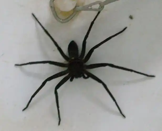 求鉴定:这只全身通黑的大蜘蛛学名叫啥,毒性如何?(有照片)