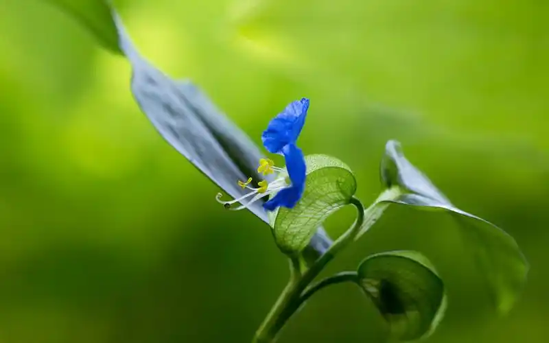 花朵,护眼,花未眠,绿色,清新,植物,唯美,一朵花,masarukuroda,风景