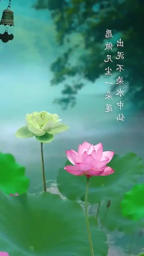 莲花有禅意自古不染尘心如莲花念如菩提看取莲花净应知