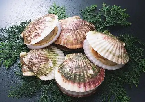 因一般体外披有1—2块贝壳,故名.常见的牡蛎,贻贝,蛤,蛏等都属此类.