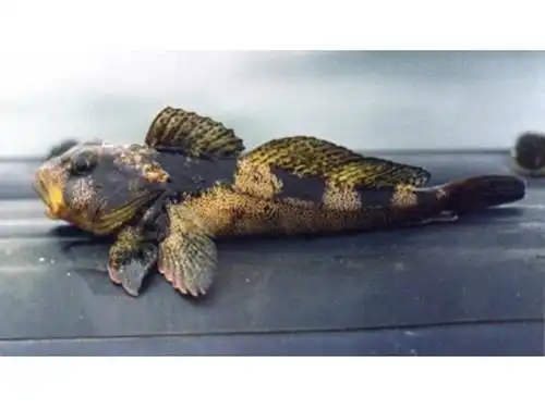 智利牛鱼(动物 | 辐鳍鱼类)智利牛鱼,生物学分类