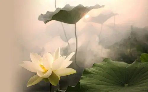 正文     一些唯美又富有诗意的 句子可以给人用来附庸风雅