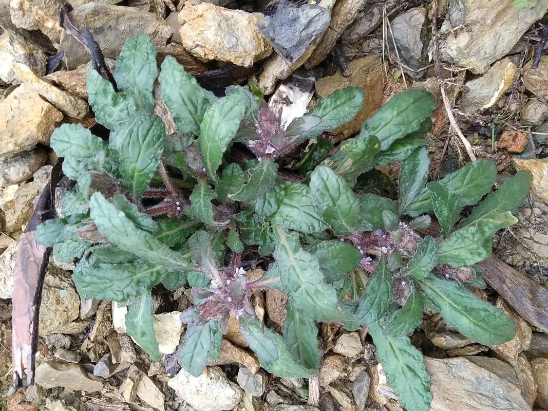 路边这种野草,人称苦草,是很好的止血药,认识吗?