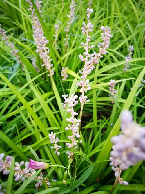幽幽山麦冬,串串淡紫花