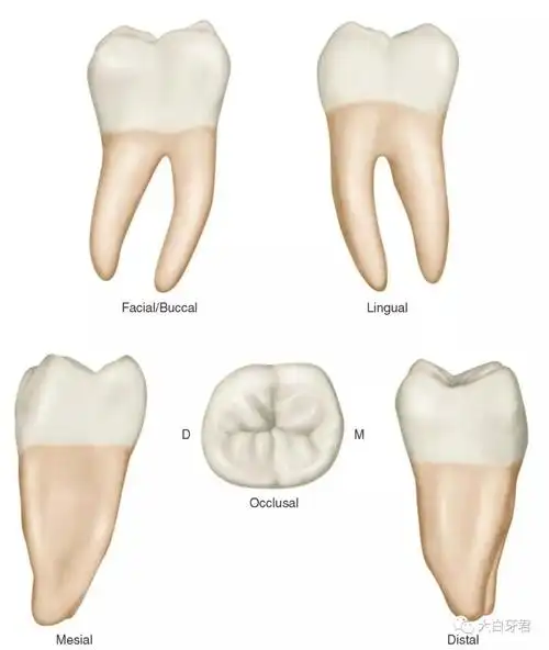 摇摇晃晃的乳牙,不要也罢!|丁香医生