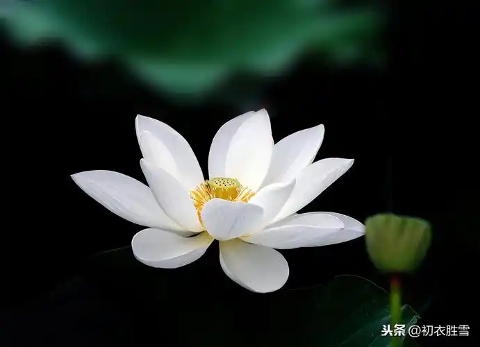 佛家赞美莲花的诗句(莲花最有禅意的句子)