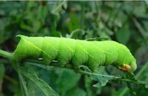 供应野生豆虫 豆青虫 食用豆虫