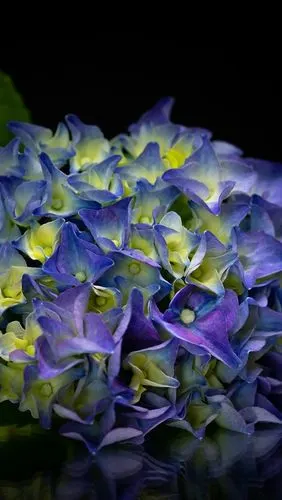 美丽的蓝色花朵,绣球花 750x1334 iphone 8/7/6/6s 壁纸,图片,背景