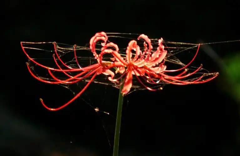 无尽的思念,绝望的爱情——彼岸花