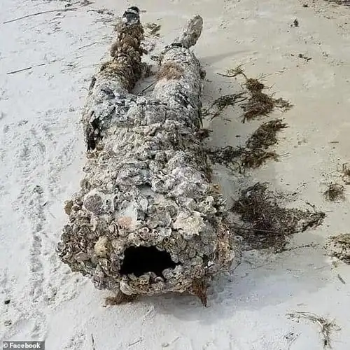 海滩惊现无头尸美国女子被吓得魂飞魄散结果是个大乌龙