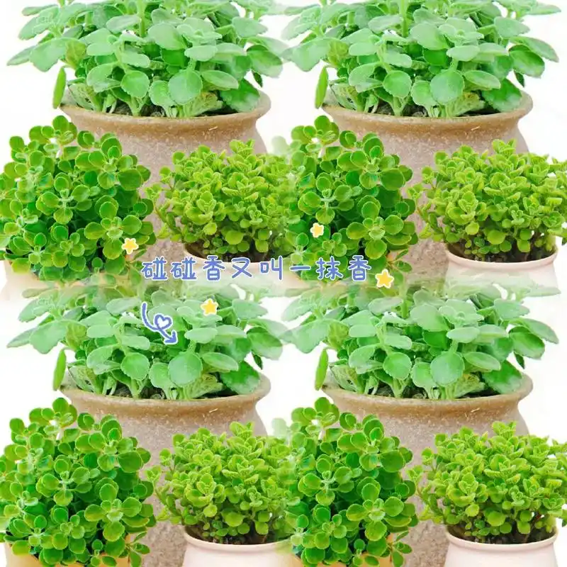 这就是碰碰香,也叫一抹香又叫绒毛香茶菜.一款求抱抱~求摸摸的 - 抖音