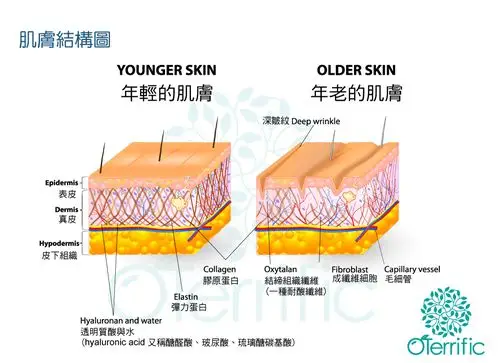 skin structure             年纪轻皮肤与年纪老皮的皮肤结构对照图