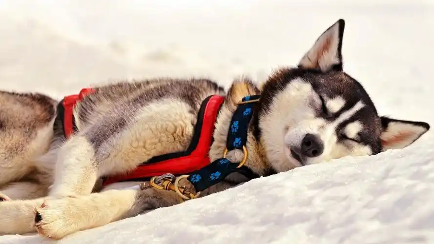 超萌的可爱小狗汪星人图片桌面壁纸高清