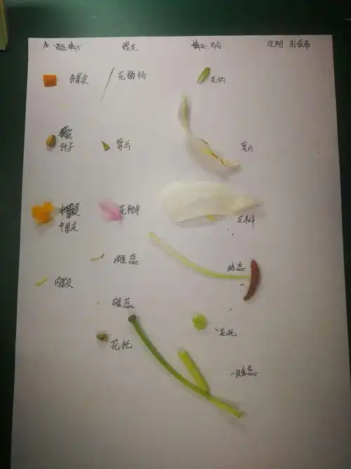 甘泉外国语中学2018第二学期初二3班学生花解剖