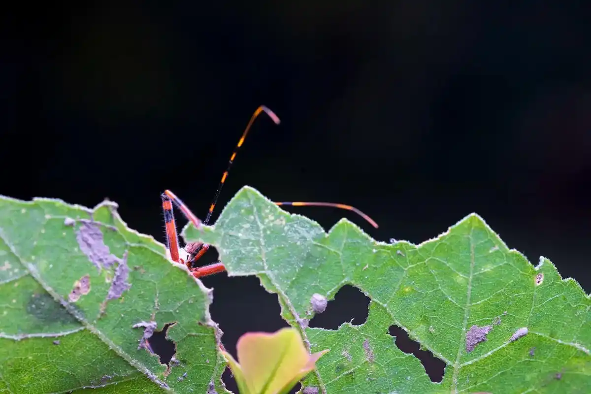 镜头下的昆虫一一猎蝽 - 抖音