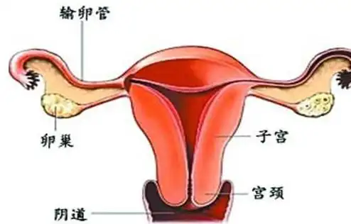 妇科教授:女人的子宫好不好,看有没有出现这4个现象!