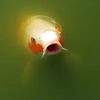 鲤鱼头像可爱的鲤鱼图片头像大全