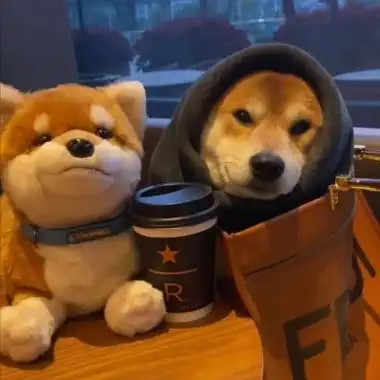 狗狗头像图片 蠢萌_动物头像_美头网