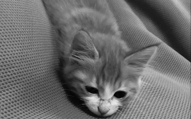 可爱喵星人高清图片壁纸猫咪瞄星人萌宠可爱动物小猫黑白